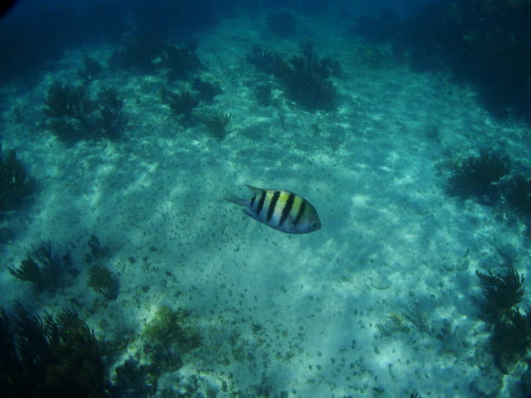 Snorkeling at The Lighthouse reef