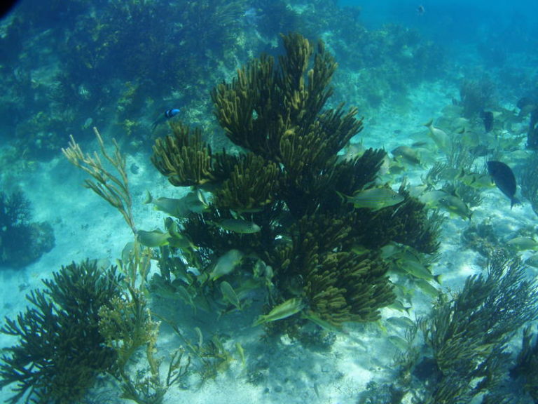 Snorkeling at The Lighthouse reef