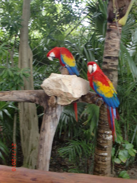 a colorful bird perched on top of a parrot